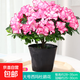 杜鵑花苗盆栽帶花苞發(fā)貨四季開(kāi)花植物大棵好養活陽(yáng)臺室內綠植花卉 大號西瑪杜鵑花+原生盆