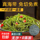 海帶絲 海帶 霞浦特產(chǎn)干貨壓縮涼拌即食商用小包袋裝鹽干水產(chǎn) 22g壓縮海帶絲【2包】