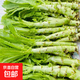 云南新鮮帶葉萵筍大萵筍萵苣芥菜新鮮蔬菜青菜青筍火鍋炒菜生鮮 【帶葉發(fā)貨】新鮮萵筍帶箱3斤裝