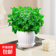 薄荷盆栽可食用大苗水培室內(nèi)驅(qū)蚊綠植迷迭香香草植物檸檬貓薄荷 精品大盆薄荷+白仿木桶塑料盆