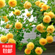 藤本月季爬藤大苗薔薇花大苗特大花庭院爬墻植物四季開(kāi)花濃香盆栽 黃金慶典【150CM—160CM 高發(fā)貨】