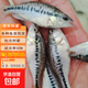【魚(yú)苗批發(fā)】大口加州鱸魚(yú)苗 淡水本地批發(fā)養殖活魚(yú)10公分15公分特大號20公分鱸魚(yú)活體 10-15cm鱸魚(yú)10條