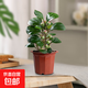 小盼菩提樹盆栽室內(nèi)好養(yǎng)綠植好養(yǎng)辦公陽臺禪意花卉送禮小盆景 小盼菩提-原土