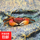 相手蟹觀賞活體螃蟹淡水寵物桌面螃蟹寄居蟹活體寵物 2只相手蟹+2只備損