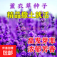 耐寒花種多年生野花組合種子四季開(kāi)花花籽庭院易種活室外花卉 薰衣草種子 500克（更實(shí)惠）