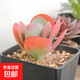 多肉植物稀有品種唐印老莊大顆多頭超大盆栽花卉綠植好養(yǎng)室內(nèi) 5-6厘米 不含盆
