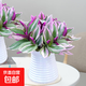 婚禮油畫室內(nèi)辦公室花卉綠植好養(yǎng)紫葉吊蘭觀葉耐陰植物 （單盆裝）油畫配小蠻腰吸水盆