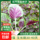 矮生黃番茄種子花葉莧菜青梗小白菜奶油生菜朝天椒種籽農(nóng)家蔬菜孑 花葉莧菜種子10克