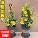 法國香水藤盆栽室內四季花卉飄香藤庭院茉莉花爬藤蔓植物攀爬帶花 法國香水小苗20厘米左右