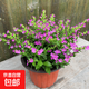滿天星盆栽室內(nèi)陽臺(tái)庭院好養(yǎng)花卉植物盆栽四季開花不斷帶花苞發(fā)貨 大葉-滿天星【1盆】原盆原土