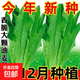 四季蔬菜種子大全菠菜香菜生菜油麥菜莧菜雞毛菜芹菜矮腳黃蔬菜籽 米香油麥菜種子1包約5000粒