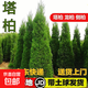 塔柏樹(shù)苗松樹(shù)苗柏樹(shù)苗儈柏樹(shù)苗側柏樹(shù)苗龍柏樹(shù)苗松柏樹(shù)苗四季常青 塔柏樹(shù)苗 1.3-1.4米高一顆