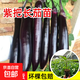 茄子苗紫把綠把長(cháng)茄種子圓茄苗子杭茄蔬菜苗子陽(yáng)臺庭院田地可栽種 紫把長(cháng)茄苗10棵