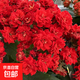 長(cháng)壽花盆栽重瓣金狐貍大花帶花苞花苗四季室內開(kāi)花好養的花卉植物 國旗紅（帶花苞四季開(kāi)花） 不含盆