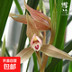 當(dāng)年開(kāi)花蘭花苗春劍都江紅素陽(yáng)臺(tái)花卉蘭花綠植盆栽自然種植 春劍雪蘭5苗壯苗裸根 送開(kāi)花肥