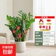 【金錢樹】盆栽客廳室內(nèi)植物錢串子大型發(fā)財綠植喬遷開業(yè)送盆花卉 20-25株金錢樹0.9-1.1米聚寶盆 送肥料