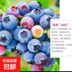 大果藍莓樹(shù)苗盆栽地栽果樹(shù)苗藍莓南北方種植陽(yáng)臺庭院種植當年結果 兔眼【全國適宜】原盆+肥料 【10.5年苗】 1年結果 果量爆滿(mǎn)