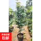 樹(shù)葡萄苗果樹(shù)嘉寶果苗正宗沙巴加寶果南北方四季庭院名貴種植盆栽 艾斯卡80-90cm高/帶葉帶土發(fā)貨 111cm(含)-140cm(含)
