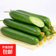 山東荷蘭水果黃瓜健康輕食早餐新鮮蔬菜生鮮單果≥90g 凈重 3斤 暢銷(xiāo)款