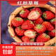 草莓苗盆栽 秋冬季四季結果陽(yáng)臺種植苗秧紅顏奶油丹東九九 紅顏草莓1盆 原盆帶花帶果+肥料 高約18-23cm