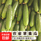 東北正宗旱黃瓜帶刺脆皮小青瓜新鮮蔬菜水果綠黃瓜單根≥90g 5斤