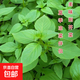 荊芥菜籽河南大葉荊芥種子菜種子蔬菜種子四季播荊菜農(nóng)家田園種籽 大葉荊芥種子 1包約1000粒