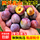 正宗四川脆紅李茵紅李當季生鮮水果脆嫩多汁新鮮青紅脆李子包郵 【四川脆紅李】小果帶箱5斤