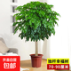 獨桿幸福樹(shù)叢生客廳室內好養花盆景綠植辦公室吸甲醛四季常青植物 精品幸福樹(shù)獨桿高70-90厘米（原土盆） 帶盆栽好