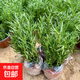 可食用迷迭草新鮮老樁迷迭香新鮮提神醒腦驅蚊室內陽(yáng)臺懶人綠植 驅蚊又食用迷迭香盆栽3盆