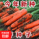 老不糠501水蘿卜種子蔬菜種子春秋季種庭院水果紅皮水蘿卜種子 三紅九寸胡蘿卜種子約1000粒1包