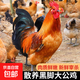 公雞 散養黑腳大公雞 山東大公雞 農家散養新鮮冷凍土雞 生鮮雞肉 黑腳大公雞2只（共5斤）