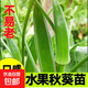 蔬菜苗活四季室內(nèi)外種植苗帶土發(fā)貨幼苗南北方可種 黃秋葵苗6棵