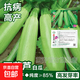 西葫蘆種子四季綠皮早熟清香短瓠瓜秋葵家庭原藝高產(chǎn)抗病四季播種 西葫蘆種子耐熱耐寒約35粒1包