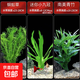 魚(yú)缸水草紅九冠皇冠類(lèi)水草魚(yú)缸造景陰性新手水草真水草套餐 九冠/青竹/蜈蚣套餐
