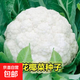 特大包心菜種子京豐一號(hào)甘藍(lán)種子中熟蔬菜種子一代雜交甘藍(lán)種子 花球緊實(shí)白花菜種子約900粒3包