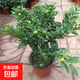 珊瑚豆看櫻桃盆栽植物室內客廳冬珊瑚綠植觀(guān)果四季常綠耐寒好養活 八年苗40厘米 分支多造型好【帶果發(fā)貨】 育苗盆原土發(fā)貨  送肥料