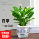 白掌盆栽一帆風(fēng)順水培植物室內好養花卉綠植水養四季開(kāi)花植物盆栽 白掌+12D玻璃瓶