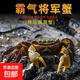 活體觀賞蟹淡水寵物水族箱紅蟹相手蟹迷你辣椒蟹 將軍蟹6只+2只備損