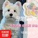 馬卡龍多色發(fā)夾寵物發(fā)夾BB夾馬爾濟斯碎發(fā)狗狗貓咪頭飾 10個(gè)裝【款式隨機】