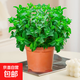 薄荷盆栽可食用大苗水培室內(nèi)驅(qū)蚊綠植迷迭香香草植物檸檬貓薄荷 精品大盆薄荷（不含盆）