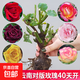 玫瑰花苗老樁特大花花卉綠植物盆栽月季薔薇室內(nèi)外陽臺四季 玫瑰花老樁/顏色混搭3棵