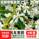 風(fēng)車(chē)茉莉盆栽大苗懶好養藤垂絲爬藤花卉耐寒陽(yáng)臺盆栽植物四季開(kāi)花 【白色風(fēng)車(chē)茉莉】1.2-1.5米左右當年開(kāi)花爆滿(mǎn)