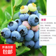 大果藍莓樹(shù)苗盆栽地栽果樹(shù)苗藍莓南北方種植陽(yáng)臺庭院種植當年結果 薄霧【全國適宜】原盆+肥料 【10.5年苗】 1年結果 果量爆滿(mǎn)