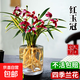 水培金邊蘭花苗金枝玉葉 室內辦公室小盆栽綠植花卉好養四季蘭花 紅玉冠1苗裸根試養