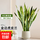 金邊虎皮蘭室內大型綠植客廳新房裝修辦公室盆栽四季常青虎尾蘭 金邊虎皮蘭15-20株1-1.2米聚寶盆