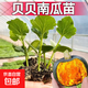 傲點(diǎn)蜜本南瓜秧苗爬藤蔬菜苗帶土球奶粉糯油綠貝貝南瓜種子四季盆 貝貝南瓜秧苗 優(yōu)質(zhì)秧苗5顆（帶土?；睿? title=