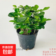 九里香盆栽茉莉花綠植室內(nèi)驅(qū)蚊四季開花帶花苞七里香水培盆景植物 高約16cm桌面款九里香原盆1盆 九里香
