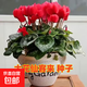 仙客來(lái)種子仙客來(lái)種子年宵花卉種陽(yáng)臺室內外盆栽四季開(kāi)花易播 仙客來(lái)種子 1包約150粒