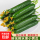 現(xiàn)摘水果黃瓜新鮮黃瓜甜脆小青瓜荷蘭蔬菜農(nóng)家自種生吃生鮮 荷蘭黃瓜凈重1000g 單根≥90g