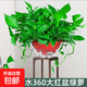 長藤綠蘿垂吊綠植室內(nèi)吊蘭吸甲醛凈化空氣綠植盆栽稀有綠蘿盆栽 【盆口直徑32厘米】短藤紅盆綠蘿1盆送肥料